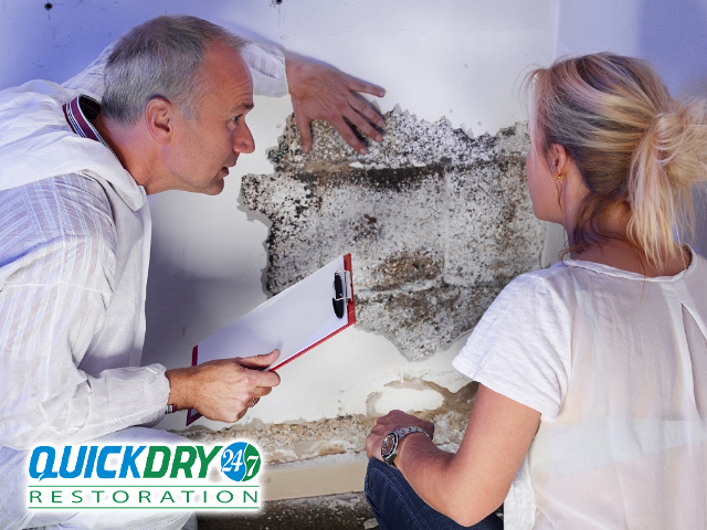 Mold Inspection